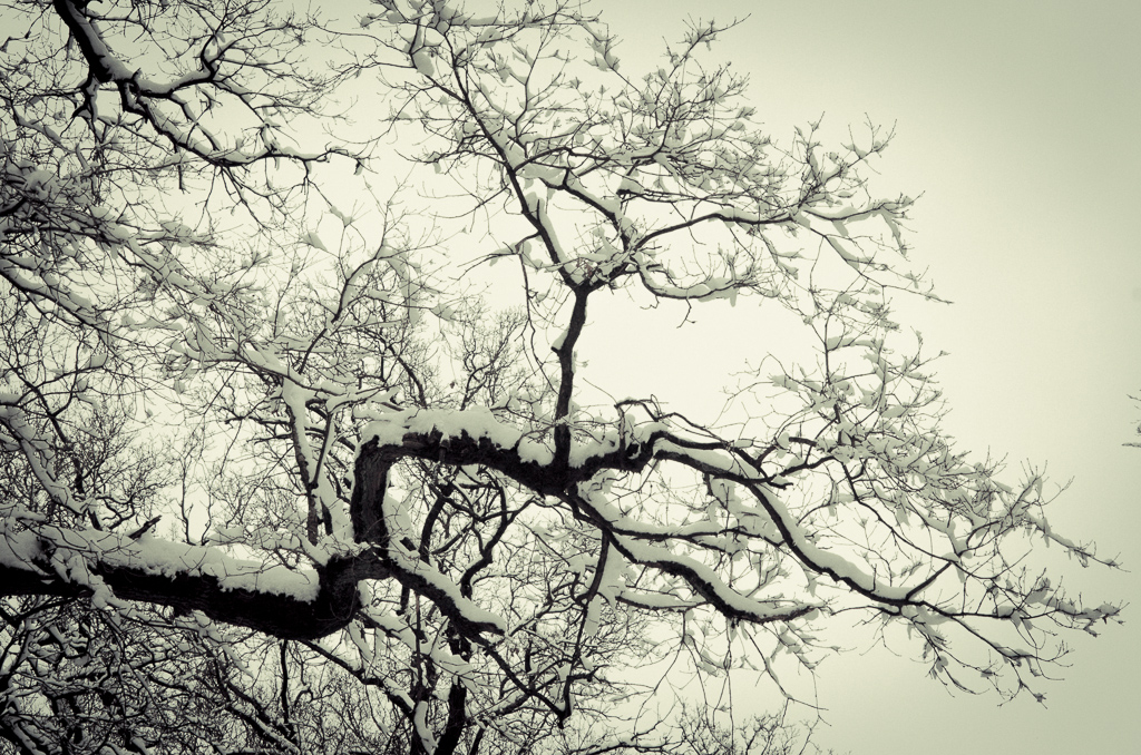 winter oak